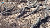 世界独特仙人掌，像毛毛虫一样，会自我复制爬行