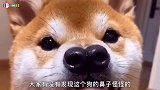 搞笑视频：这鼻子威武霸气啊，简直了！