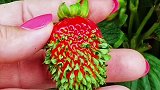 像这种发了芽的草莓，你有见过吗