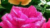 娇艳欲滴玫瑰花