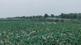 微山湖风景名胜区。