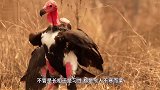 大胆秃鹫狮口抢食，下一秒意外突然发生！镜头拍下全过程