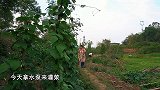 连续干旱，桃子姐给菜地灌水，回家做子姜青椒肉丝，吃得美滋滋