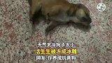 天气太冷狗子太小，活生生被冻成冰雕