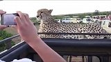 好客的大猫，直接跃上车头，和游客近距离接触