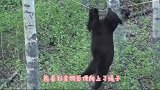 男子狩猎遇到黑熊，驻足观望两眼，不料黑熊突然冲了过来