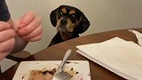 你竟然吃了？狗狗见你是例外