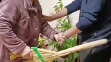 儿子和老伴儿拌嘴，老母亲给儿媳出气家法伺候
