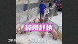 李行下乡养猪，和糕糕的互动真的超甜