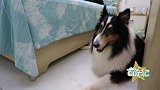 她静心陪伴，让猫猫狗狗健康快乐，但却收获了一份“意外”