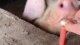 猪圈里放鞭炮，猪差点张口骂人