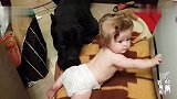 主人让凶残的卡斯罗犬看宝宝，网友：看得心惊胆战的