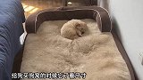 当我买狗窝忘了尺寸