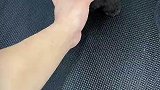 一只少见但同样可爱的灰泰迪