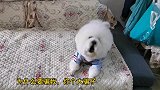 大比熊被骗去洗澡，回来就发脾气，主人拿出肉干瞬间安静，笑喷