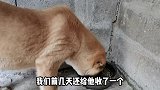 给中亚猎狼犬找了个150斤的老公，见面后小中亚犬高兴坏了