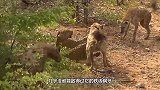 10只鬣狗对战一头河马，没想到河马这么抗揍，镜头记录全过程