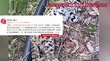 民宿老板徒步意外发现豹子尸体，其称在此生活49年从未见过，当地回应