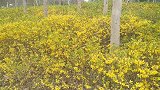 花园口植物园花开了，各种花朵争奇斗艳，太漂亮了