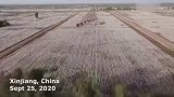 新疆棉花中国自己还不够用。新疆棉花