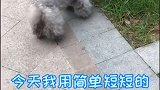 狗狗喜欢闻尿尿收集信息，拉尿尿传递消息