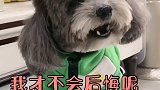 崽妈买了好东西给崽胖子灰崽分享，看它们什么反应，结果搞笑了