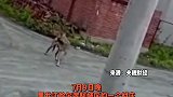 狼出没！哈尔滨一村庄闯进3只狼！