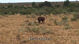 落单野牛遭2头雄狮围攻，狮子正准备吃肉，不料下一秒发生意外