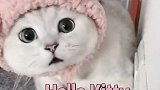 脸上肉嘟嘟的小猫咪，带帽子太可爱了