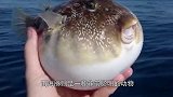河豚被海豚当球踢，河豚：宝宝心里苦，但宝宝不说