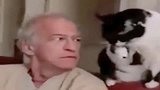 猫咪：看我干啥我只是在舔自己的爪子！