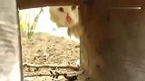 墙洞里露出一条黑花猫尾巴，男子一把抓上去怎么是一只白猫呢