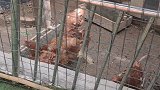 业主举报小区幼儿园养鸡扰民 老师：教育部门要求有动物饲养角