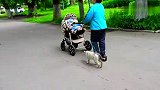 猫咪为何要保护我呢，流浪猫跟着也不离开