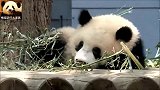 用心卖完一波萌，熊猫宝宝终于可以睡个安稳觉
