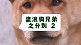 从一开始的不敢靠近，到慢慢熟识