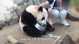 大熊猫喝完奶，抱着奶盆不撒手，下一秒忍住别笑