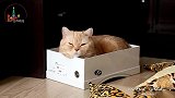 猫咪最喜欢的两个地方,一个是盒子,另一个就是主人的床