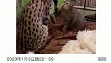 猫豹纹借我穿两天
