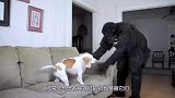 两小伙穿上猩猩套装，准备吓唬狗狗，狗子的反应将小伙差点吓懵！