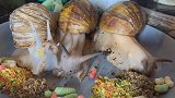 奇趣！国外网友用延时摄影记录，网友：原来非洲大蜗牛这样吃饭