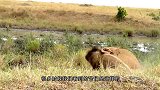 狮子想猎杀长颈鹿，却被踢飞，一脚下去这狮子估计废了！