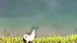鲈鱼岸上搁浅路人上前解救，鱼：就不能把我扔远点？