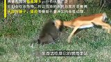 狒狒吃羚羊幼崽，羚羊妈妈很无奈！