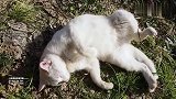 小伙散步时遇到一只流浪猫，睡姿非常豪放！