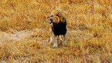 雄狮闻着气味一路寻找母狮的踪迹