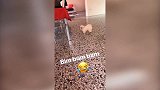 恒大助教“招猫逗狗” 小卡纳瓦罗竟对宠物下“毒脚”