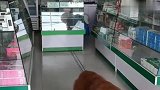 主人生病了，暖心的泰迪去宠物医院给主人买药，好感动