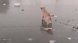 二狗子掉冰窟窿里面了