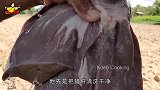 印度男子为吃香辣猪肝，往猪肝身上插百根牙签，令人垂涎欲滴